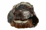 Fossil Nodosaur Tooth - Judith River Formation #260313-1